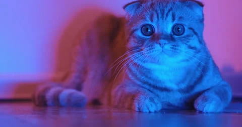 Cat Stock Footage 131197414