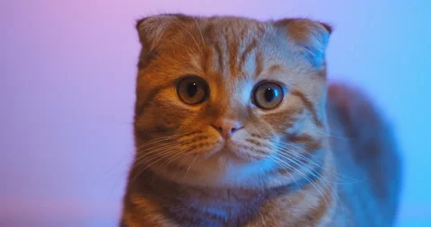 Cat Stock Footage 131198138