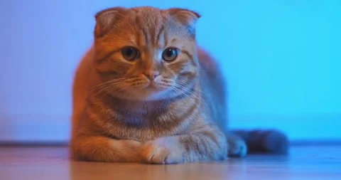Cat Stock Footage 131198398