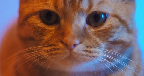 Cat Stock Footage 131198583