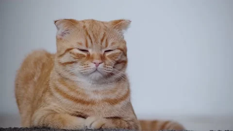 Cat Stock Footage 131207483