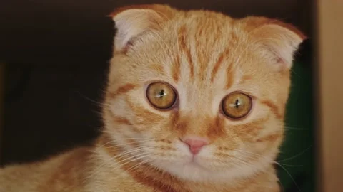 Cat Stock Footage 131211632