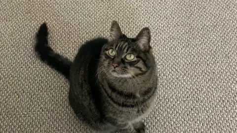 Cat Stock Footage 136868298