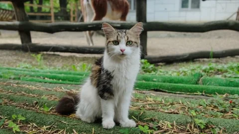 The cat Video stock 137653307