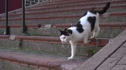 Cat 库存影片 143748248