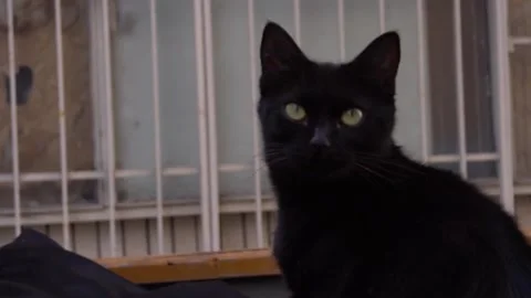 Cat 库存影片 143748256