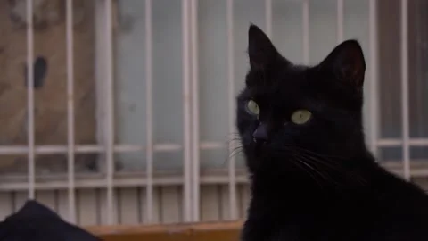 Cat 库存影片 143748355