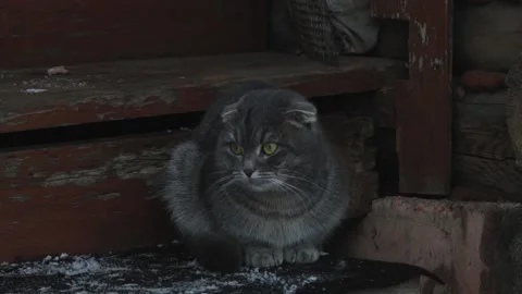 Cat Stock Footage 146143525