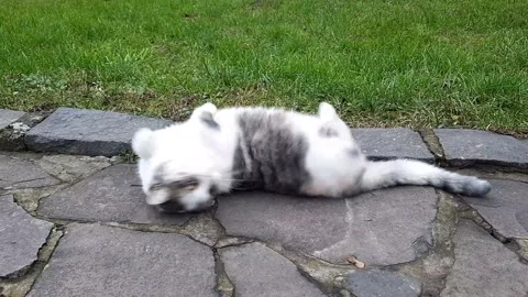 The Cat Stock Footage 146181319