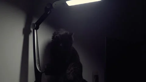 Cat Stock-Footage 146217015