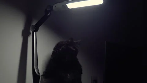 Cat Stock-Footage 146217033