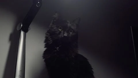 Cat Stock-Footage 146217186