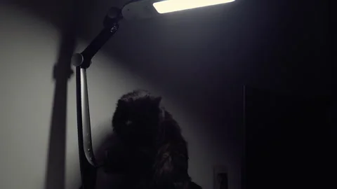 Cat Stock-Footage 146217188