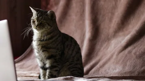 Cat Video stock 151678093