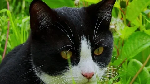 Cat Stock Footage 154034178