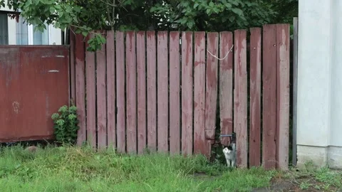 The cat Video stock 158232018