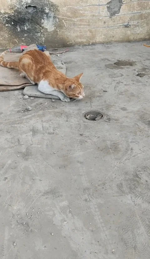 Cat Stock Footage 160775443