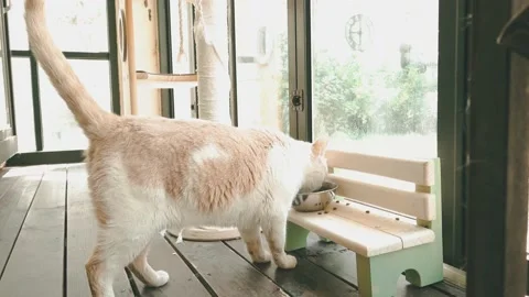 Cat Vídeo Stock 162460685