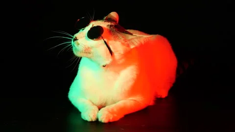 Cat  Stock Footage 163492182