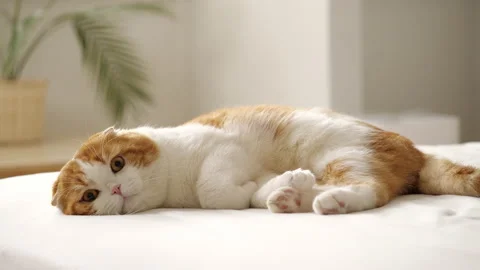 Cat  Stock Footage 165352225