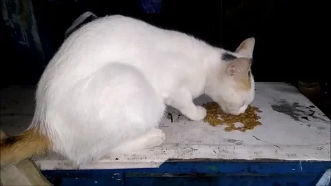 Cat Stock Footage