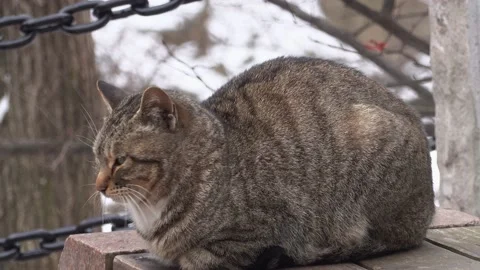 Cat Stock Footage 168417685