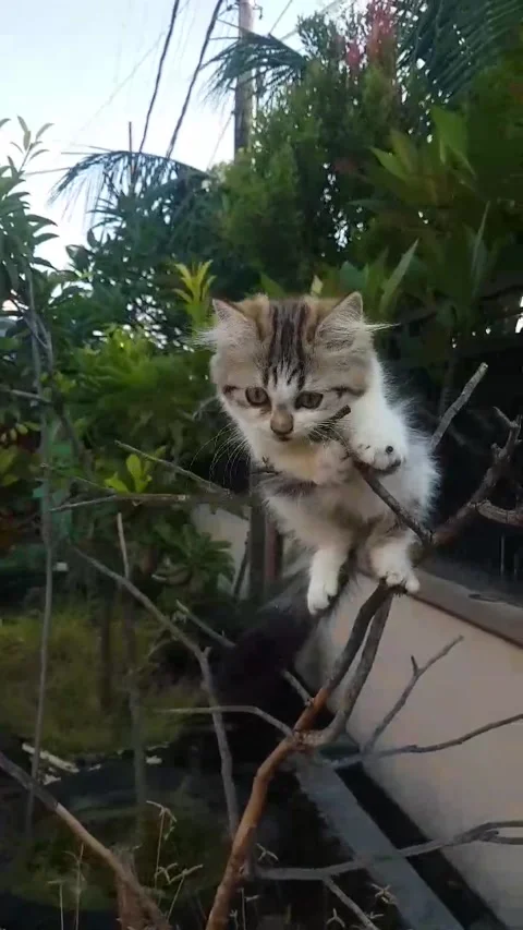 Cat Stock Footage 171860540