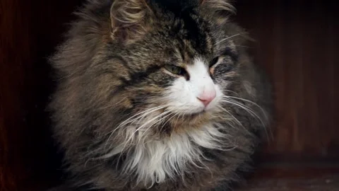 Cat Stock Footage 172245372