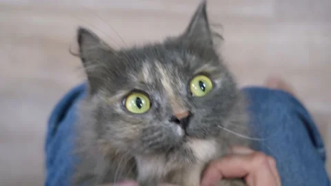 Cat Stock Footage 177385403