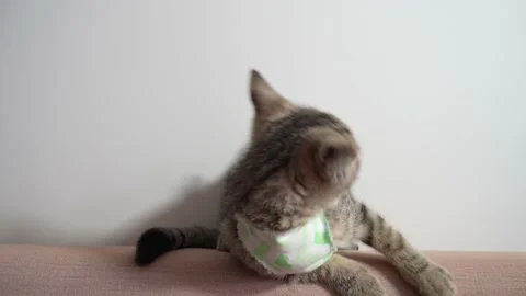 Cat Stock Footage 181045807