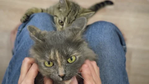 Cat Stock Footage 181047017