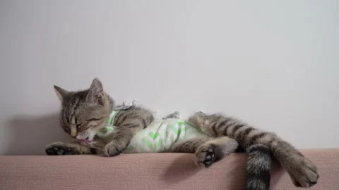 Cat Stock Footage 184966429