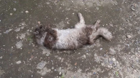 Cat Stock Footage 196159437