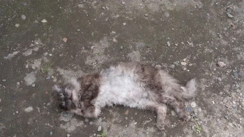 Cat Stock Footage 196221748