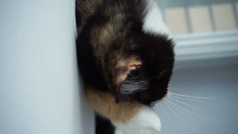 Cat Stock Footage 199025078
