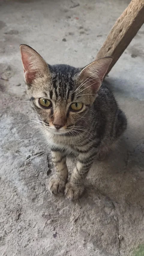 Cat 動画素材 201681750