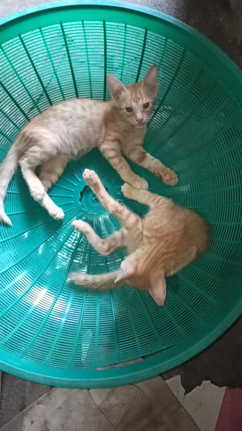 Cat 動画素材 203100883