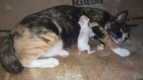 Cat 動画素材 203227673