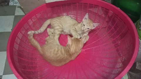 Cat 動画素材 203497183