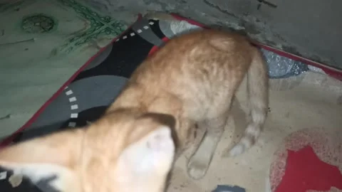 Cat 動画素材 203960379