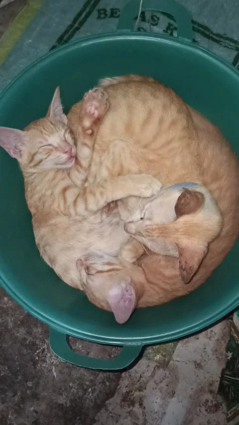 Cat 動画素材 204064991