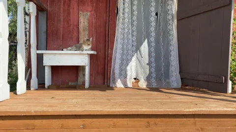 Cat 스톡 동영상 205169950