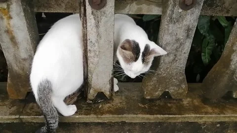 Cat Stock Footage 205551262
