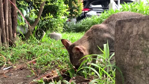 Cat Vidéo 206059400