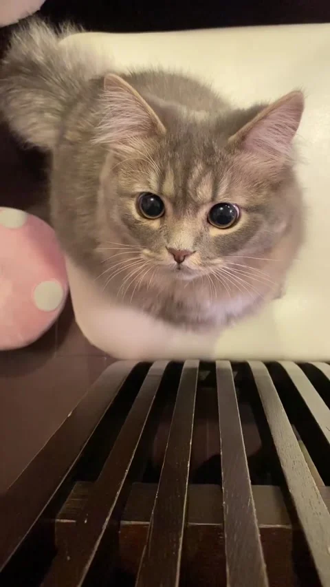 Cat Video stock 207055116