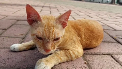 The cat Stock Footage 208667873