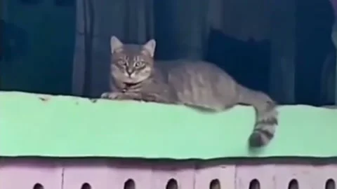 The Cat Stock Footage 218002957