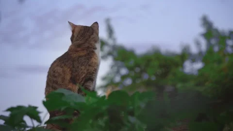 A cat Stock Footage 218339528