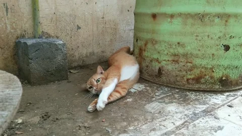 Cat Stock Footage 218432536