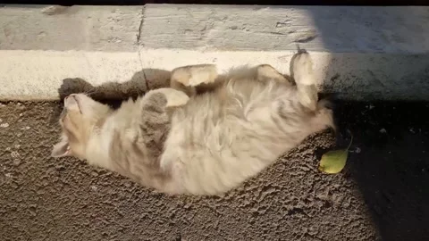 Cat Stock Footage 220105792